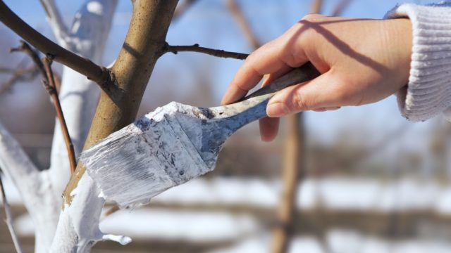 17963075 – spring protection of fruit trees in the garden